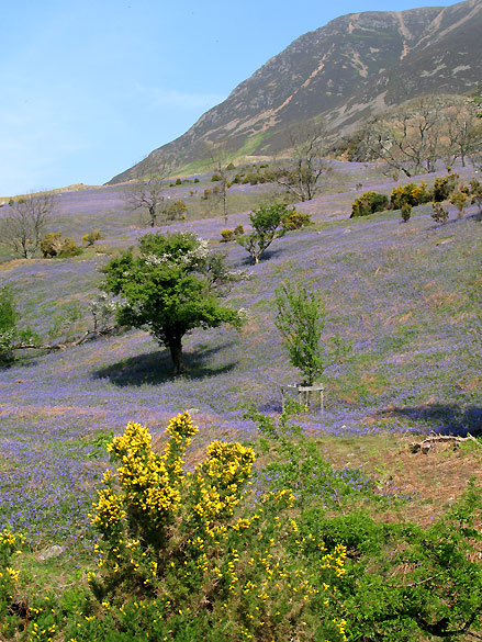 Rannerdale Bluebells in the Lake District